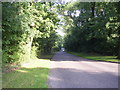 Tree Lined Avenue