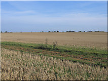 TL4747 : Farmland south of Whittlesford, Cambs by Rodney Burton