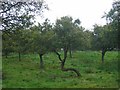 Damson orchard, Ashford Bowdler.