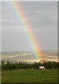 Horse Grazing by Kelty