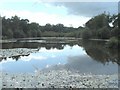 Combe Pond, Rake, West Sussex