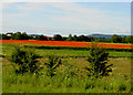 Poppies at Kilvington