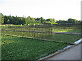 Watercress beds