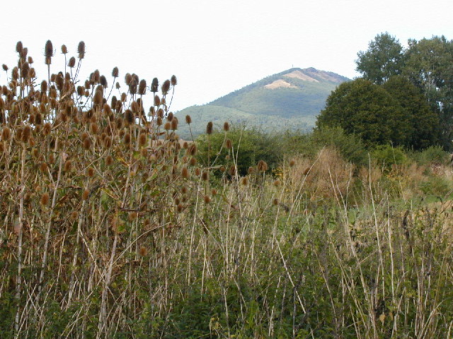 Teasels and The Wrekin from Cressage bridge