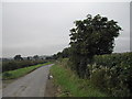 Chestnut Tree on Kinoulton Lane