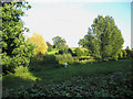 Water meadows at Longbridge Deverill