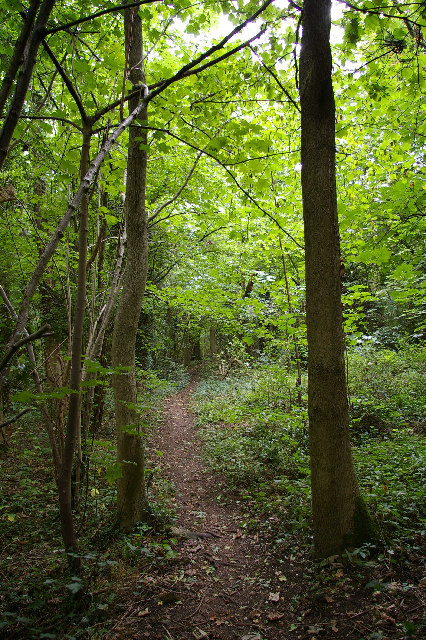 In Foxley Wood