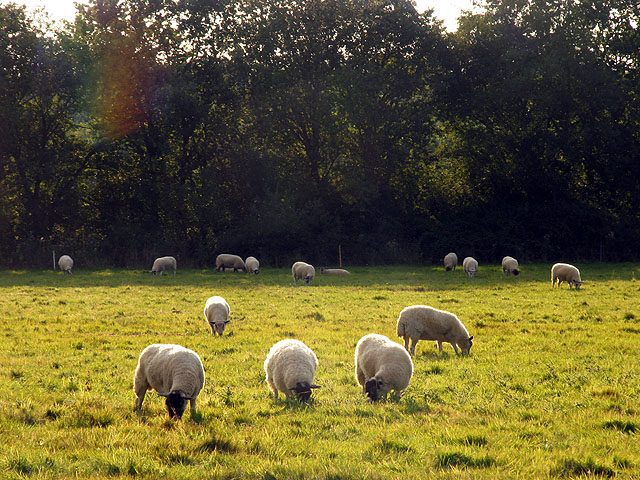 Pasture near Benham Marsh