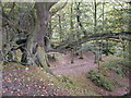 Ercall Wood Nature Reserve