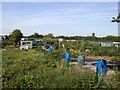 Allotment Gardens