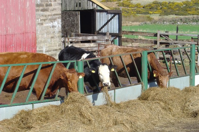 Cattle at Backburn Farm © Iain Millar cc-by-sa/2.0 :: Geograph Britain