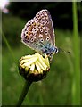 Common Blue (Polyommatus icarus) male, underside.