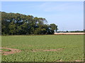 Farmland and wood.