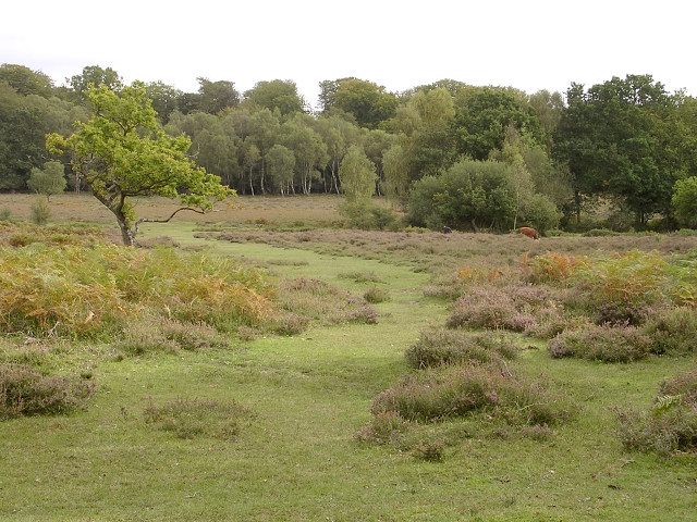Path Across White Moor New Forest © Jim Champion Geograph Britain