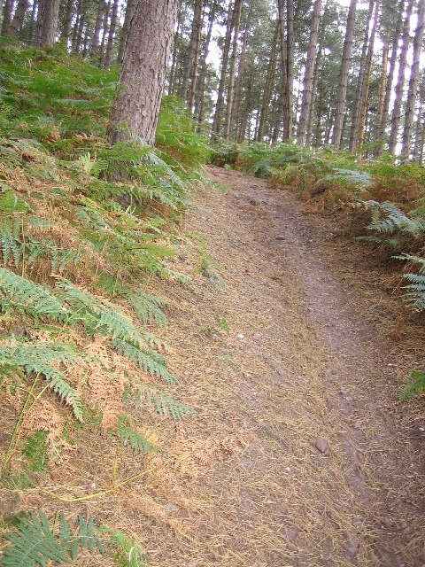 Path on Cannock Chase