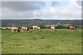 Holcombe Rogus: field near Broadways farm