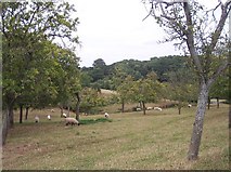 SO7155 : Damson Orchard, Huntlands Farm by Bob Embleton