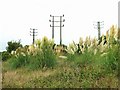 Pampas Grass under the powerlines