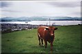 Greenock, the Clyde and a Coo