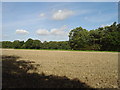 Mixed arable and woodland at Kilnwick