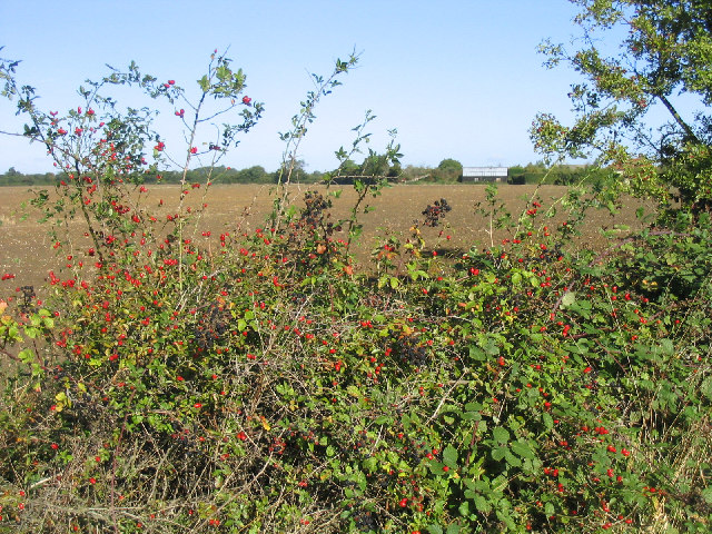 Autumnal Hedgerow, near Peartree Green, Essex