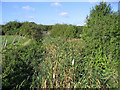 Reed beds, Bury Farm, Upminster