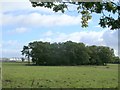 Sandieland Wood near Inchinnan