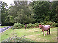 Ponies grazing in the rain, Bramble Hill, New Forest