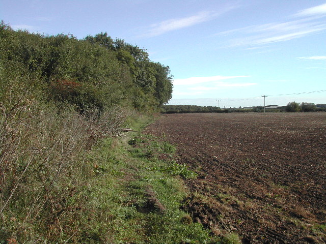 Footpath alongside Dale's Wood