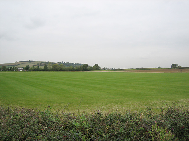 Field of Turf