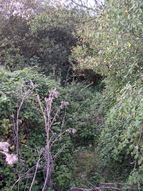 Overgrown bridleway