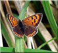 Small Copper (Lycaena phlaeas)