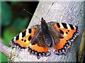 Small Tortoiseshell (Aglais urticae)