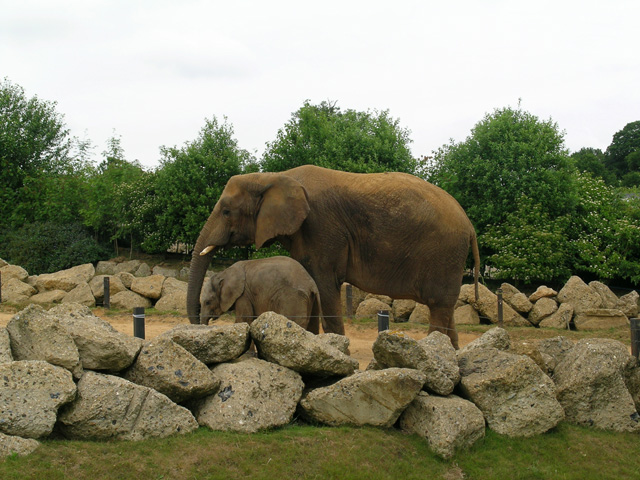 Elephant enclosure at Colchester Zoo © Nat Bocking :: Geograph Britain ...