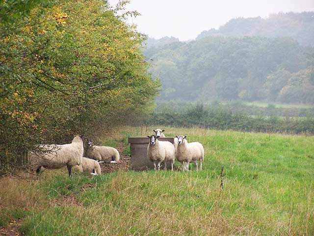 Sheep near Mapperley Park