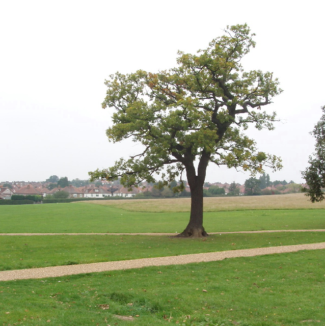 Oak tree in Gladstone Park