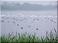 Waterfowl on Castle Loch