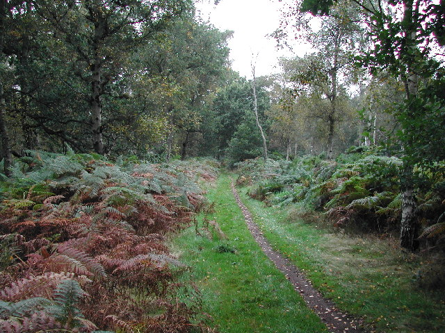 Bridleway In Sherwood Forest © Tom Courtney Cc By Sa20 Geograph Britain And Ireland 5221