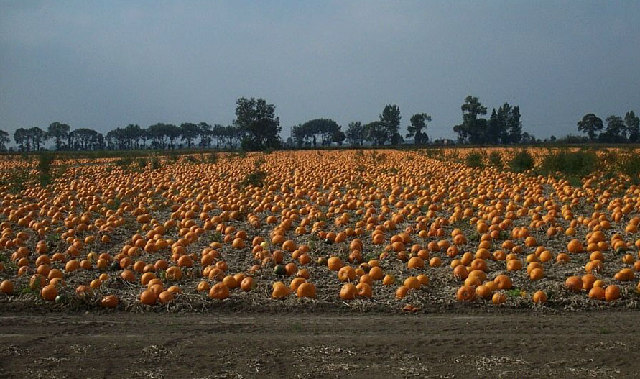 Christchurch: Pumpkin field