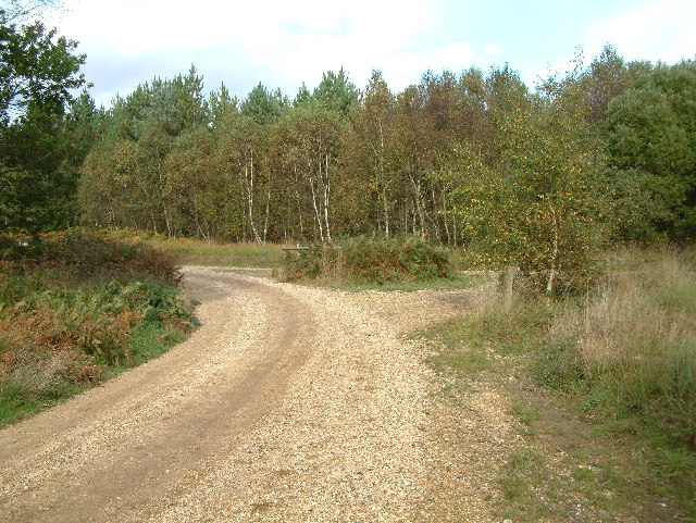 Hurn Forest
