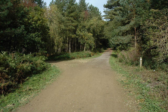 Footpath through Delamere Forest