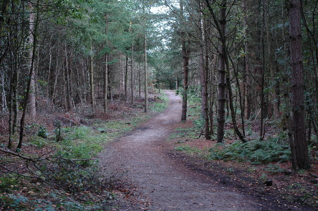 Footpath through Delamere Forest