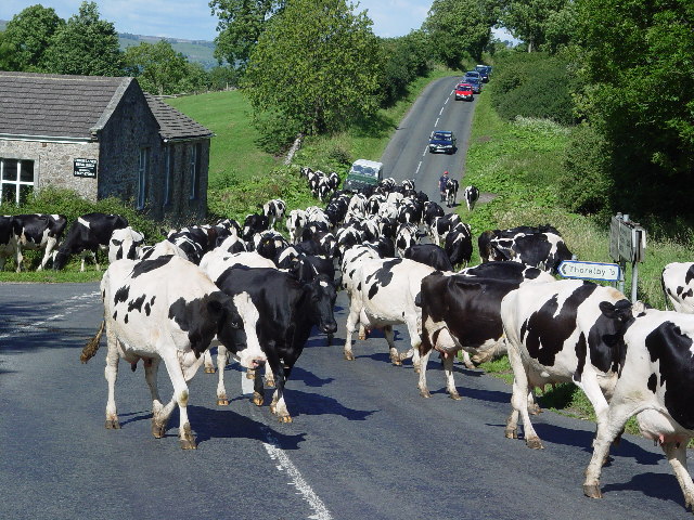 Herding cows near Thoralby
