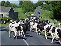 SE0086 : Herding cows near Thoralby by Malcolm Street
