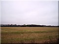 Field and Copse near Westside Farm