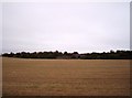 Field with old rail bridge in background