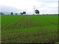 Arable Fields, Haggitt Hill Lane