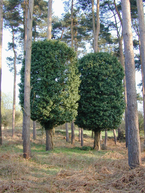 Parasitic Growth on trees in Tunstall Forest