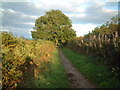 Bridleway on Bleadon Hill