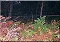 Western boundary fence of Center Parcs holiday village